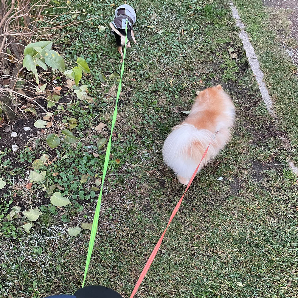 PawControl | Beheers Uw Wandeling met Twee Honden in Één Hand!